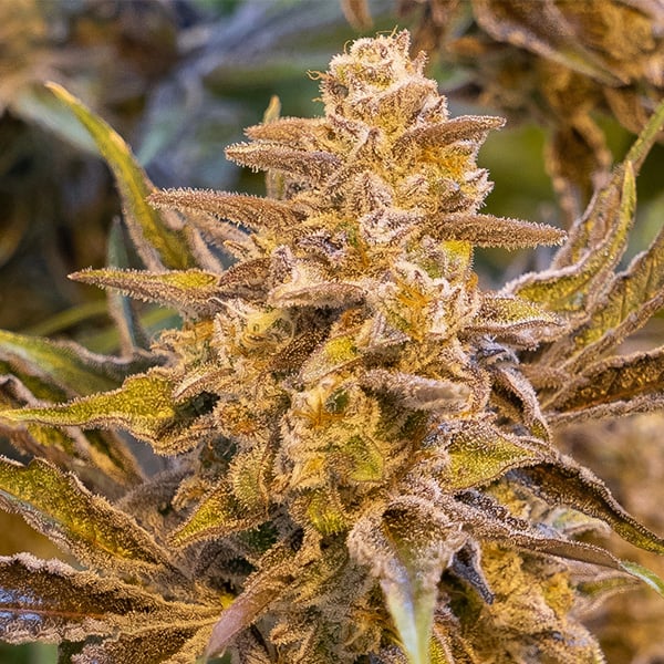 semillas autoflorecientes Auto High Voltage de High Speed Buds