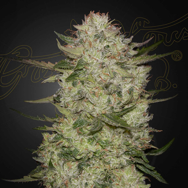 Planta Auto-HighCloudz variedad feminizada de Green House para cultivo en interior