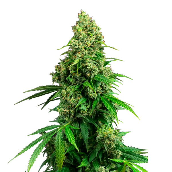 semillas feminizadas Auto Honey Melon Kush de Sensi Seeds Research