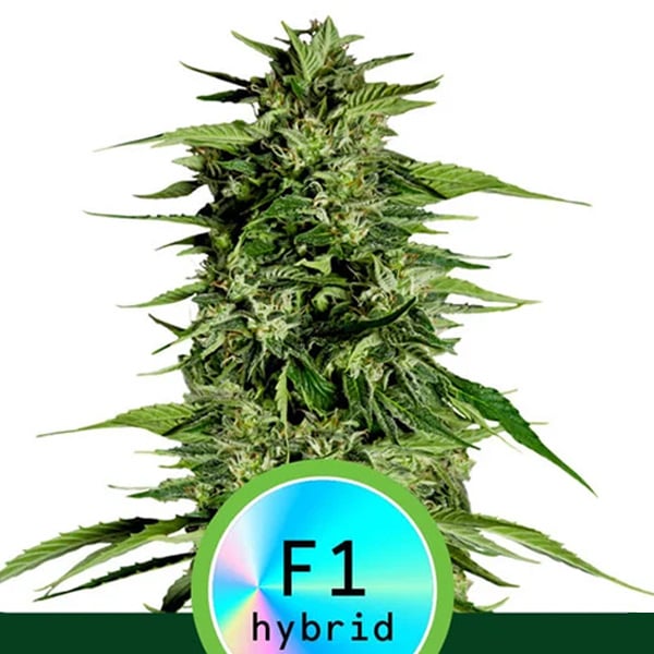 Semilla feminizada Auto-Hyperion F1 de Royal Queen para cultivo automático