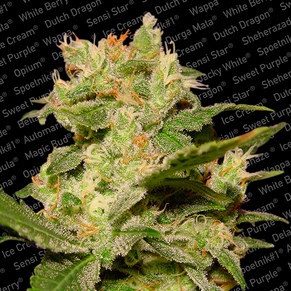 semillas feminizadas Auto Jack de Paradise Seeds para cultivo automático