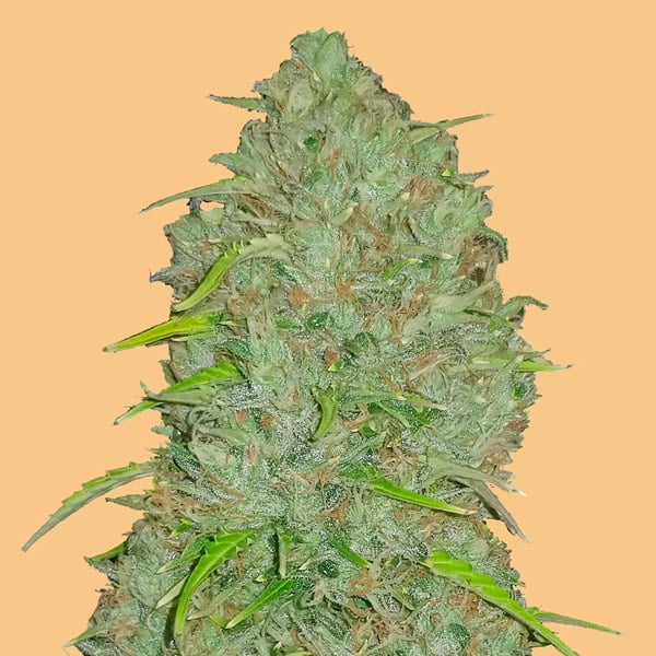 planta Auto Jack Herer autofloreciente de FastBuds Seeds en cultivo interior