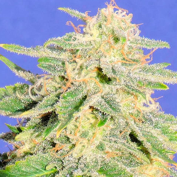 Semillas feminizadas Auto Jack Herer para cultivo automático