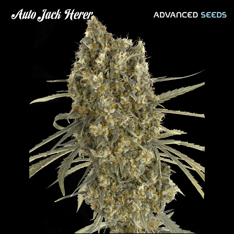 Planta Auto Jack Herer feminizada de Advanced Seeds en crecimiento