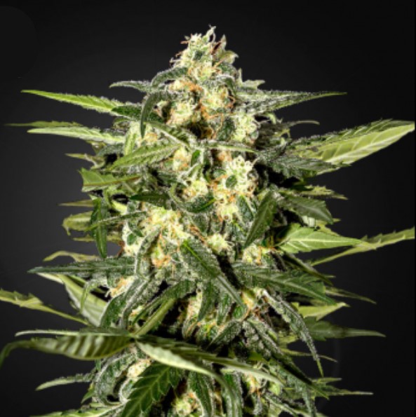 semillas feminizadas Auto Jack Herer de Green House para cultivo automático