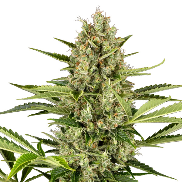 semillas feminizadas Auto Jack Herer de Sensi Seeds para cultivo automático