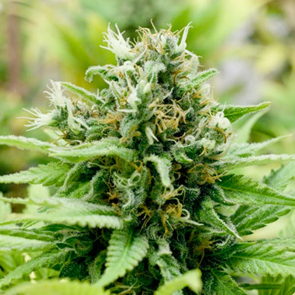 Semillas feminizadas Auto Jack Matic de Black Skull Seeds para cultivo automático