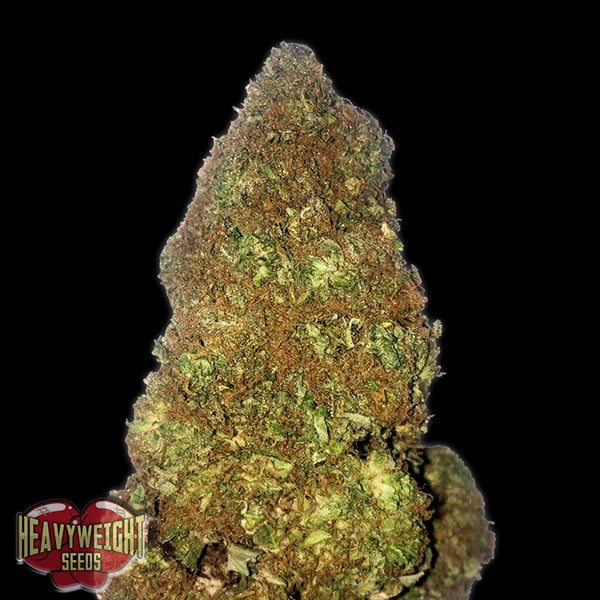 Semillas feminizadas Auto Jackpot de Heavyweight Seeds para cultivo automático