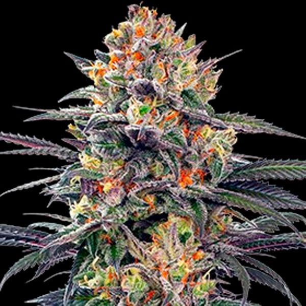 Semillas autoflorecientes Auto Jealous Mary de G13 Labs