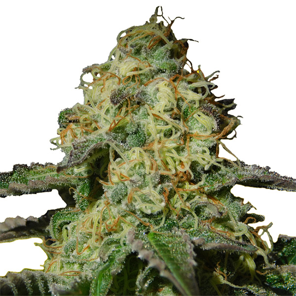 Planta Auto-Jealousy 1 unidad feminizada original para cultivo sensible