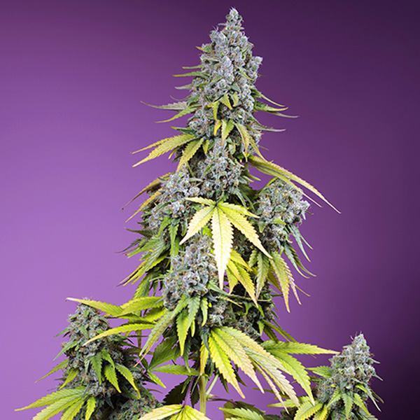 Semillas autoflorecientes Auto Jet Fuel Mandarine XL de Sweet Seeds