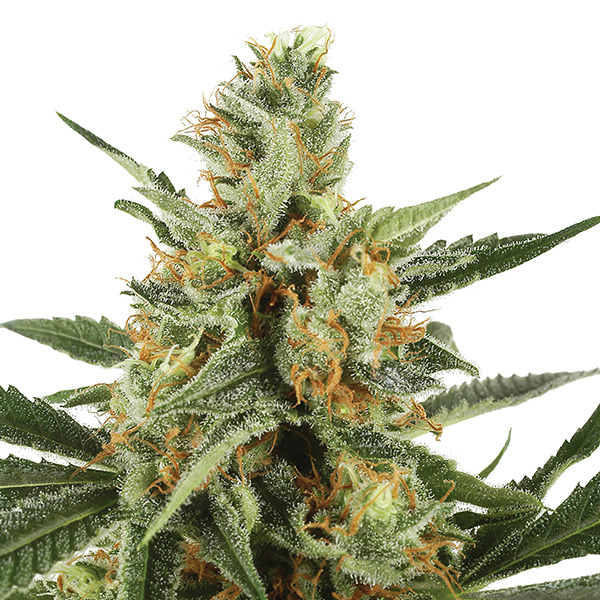 semillas feminizadas Auto Jock Horror de The Sativa Seedbank para cultivo automático