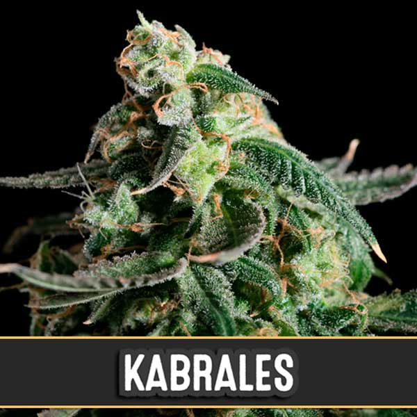 semilla autofloreciente Auto Kabrales de Blimburn Seeds