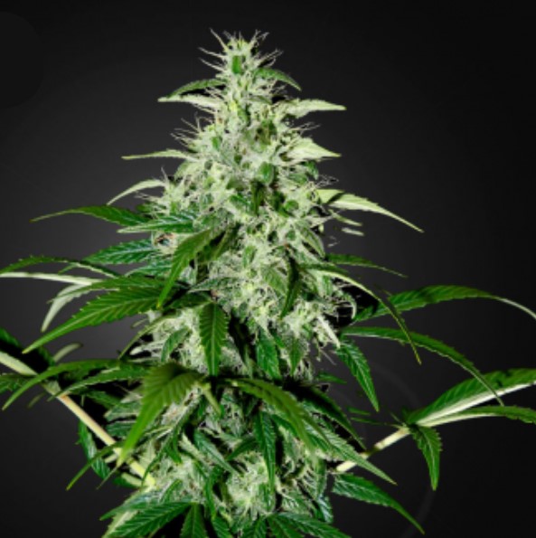 Planta Auto-Kalashnikova-1 autofloreciente de Green House