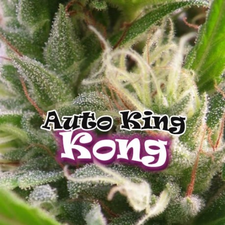 Semillas feminizadas Auto King Kong de Dr Underground para cultivo automático