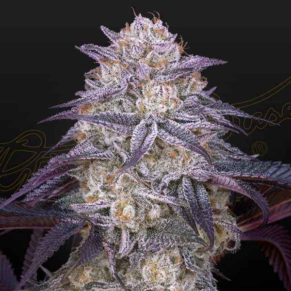 semilla feminizada Auto Kings Juice de Green House para cultivo automático