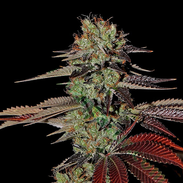 semillas feminizadas Auto Kings Kush para cultivo de cannabis