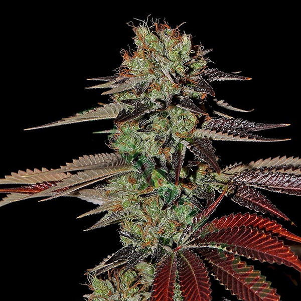 Semillas feminizadas Auto Kings Kush de Green House para cultivo automático