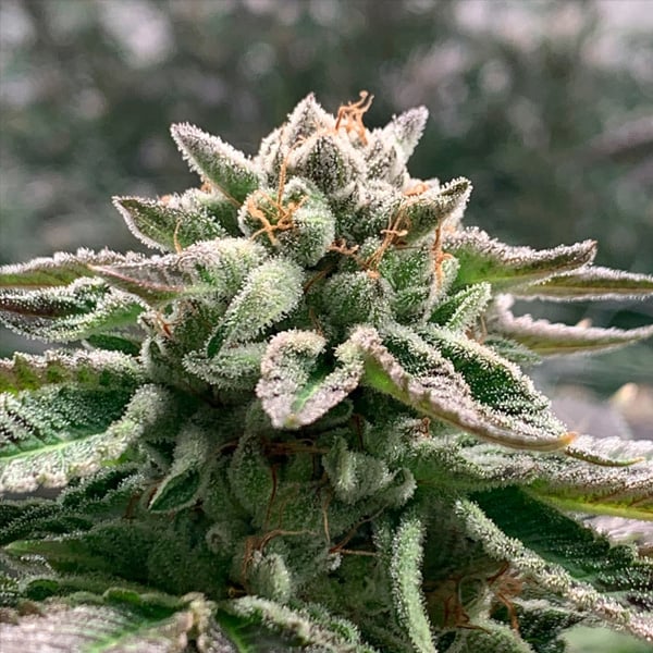 Semilla autofloreciente Auto Klementine de R-Kiem Seeds para cultivo