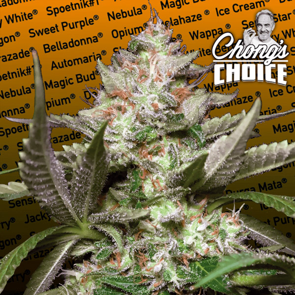 Planta Auto Kong 4.3 autofloreciente de Paradise Seeds para cultivo en interiores y exteriores