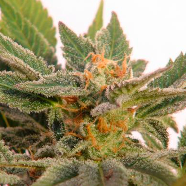 semilla autofloreciente Auto-Kritic-1 de Kannabia Seeds