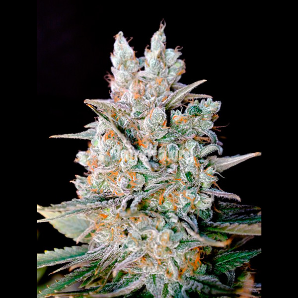 Kritikal Bilbo Auto de Genehtik