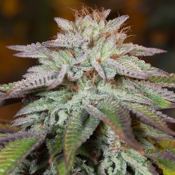 Tres semillas Auto LA Vanilla Cake de Silent Seeds para cultivo de cannabis