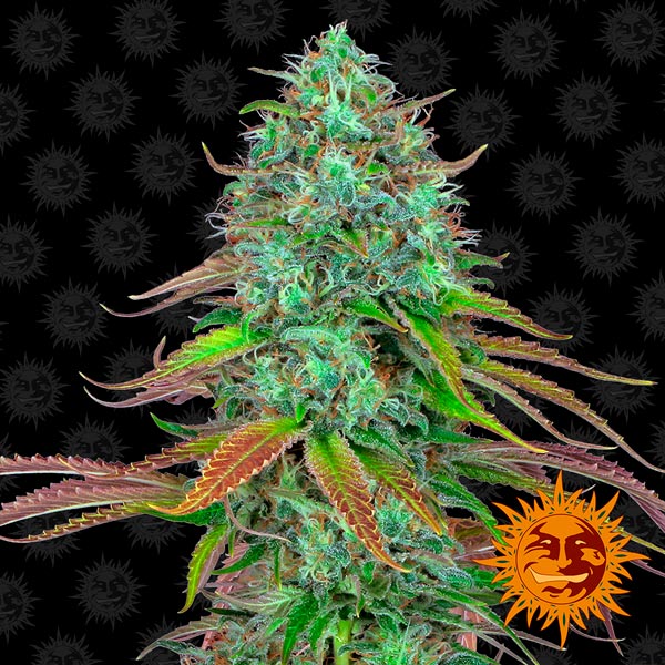 semilla autofloreciente Auto LSD 1 de Barney's Farm para cultivo