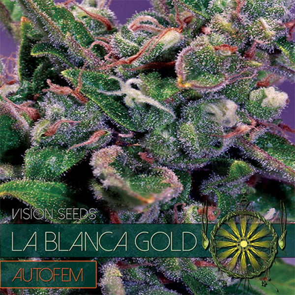 semillas autoflorecientes Auto La Blanca de Vision Seeds para cultivo