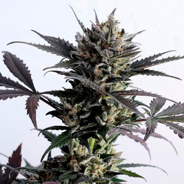Planta Auto Lemon Haze en maceta, semillas feminizadas Kannabia Seeds