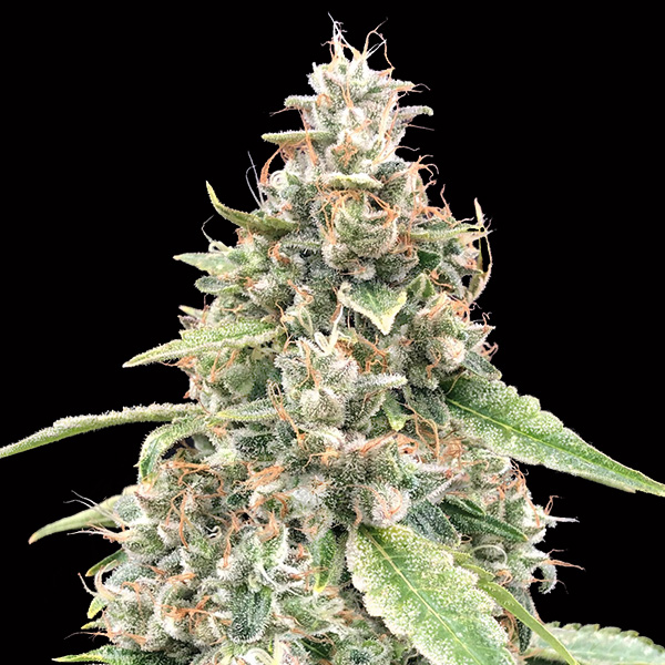 Semillas feminizadas Auto Lemon OG para cultivo automático