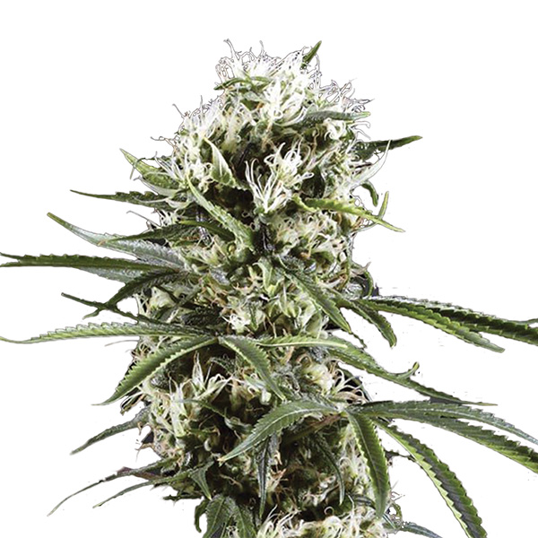 Auto Lemon OG Haze Nirvana