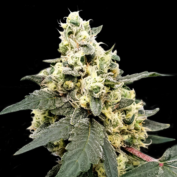 Semillas feminizadas Auto Lemonade de Paradise Seeds para cultivo automático