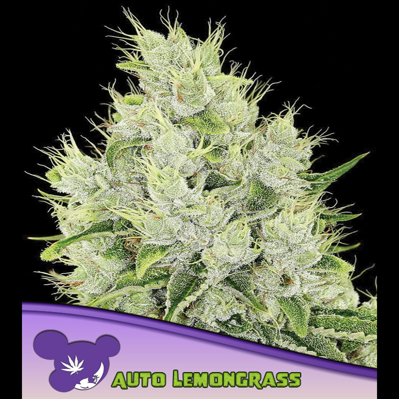 Tres semillas feminizadas Auto-Lemongrass para cultivo