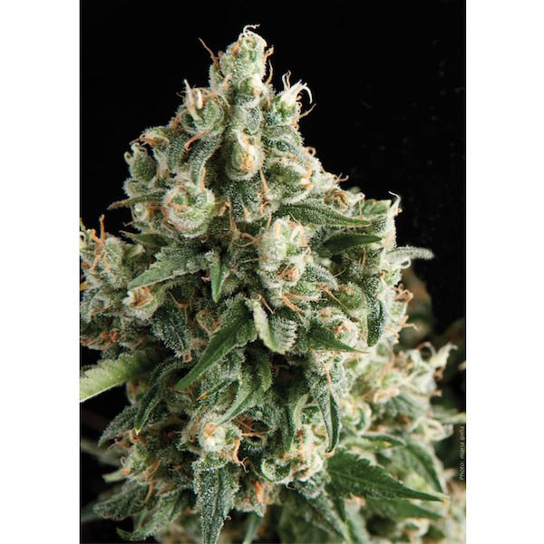 Blíster con 12 semillas feminizadas Auto-Lennon-1 de Pyramid Seeds para cultivo automático