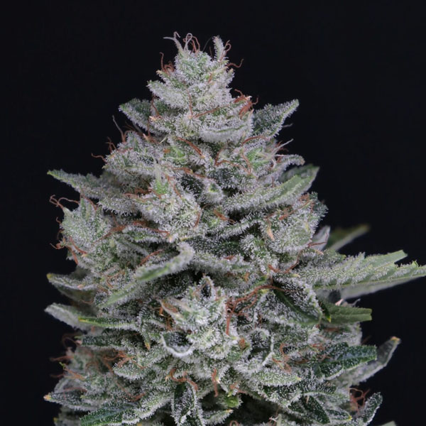 Semillas autoflorecientes Auto MAC2 USA Line para cultivo