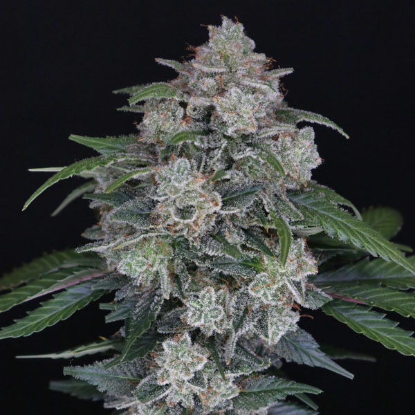 Semillas autoflorecientes Auto MAK OG USA Line para cultivo