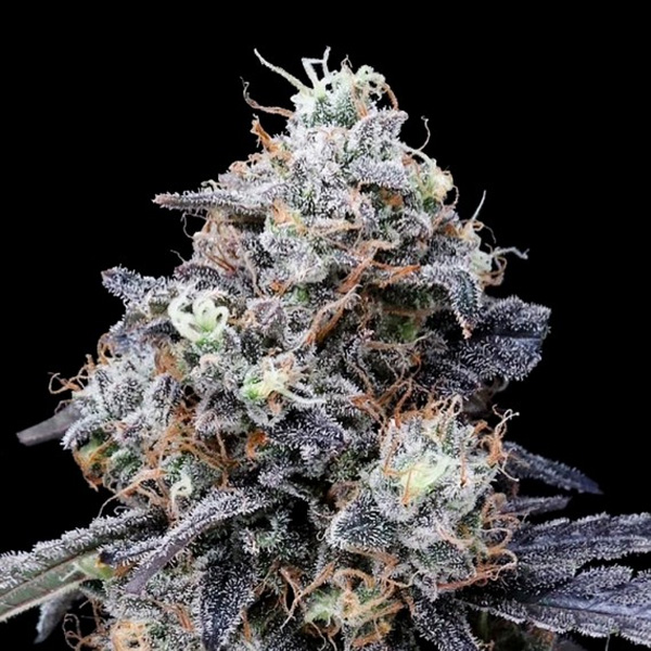 semillas feminizadas Auto MacMelon de DNA Genetics para cultivo