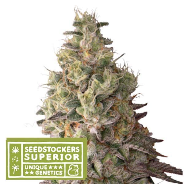 semilla autofloreciente Auto Mack Crack feminizada de Seedstockers