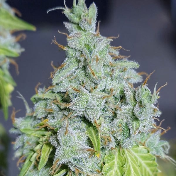 semilla autofloreciente Auto Magic Tree de Eva Seeds para cultivo