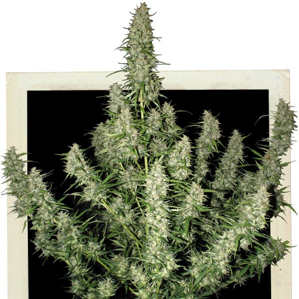 Plantas Auto Magnum feminizadas de Buddha Seeds para cultivo automático