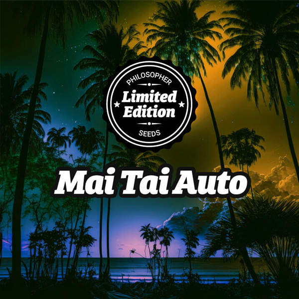 Semillas autoflorecientes Auto Mai Tai de Philosopher Seeds