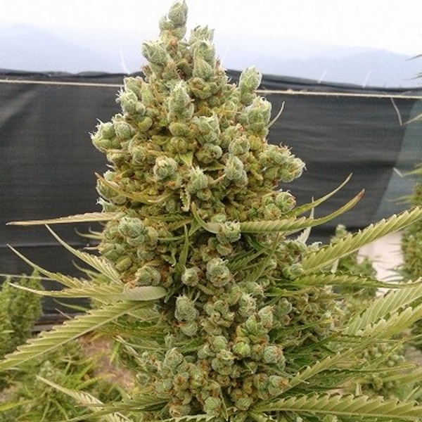 Planta Auto-Malawi x Northern Lights 1u fem de Ace Seeds en crecimiento