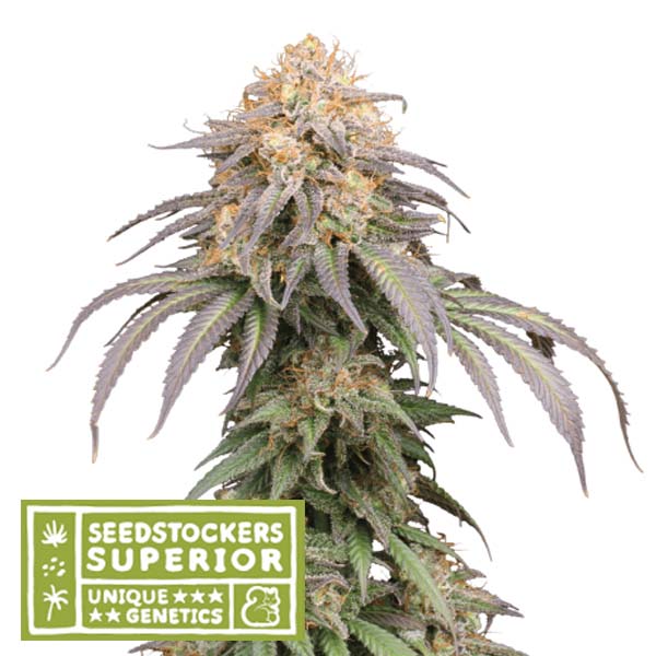 semilla feminizada Auto Mandarin Panties de Seedstockers para cultivo automático