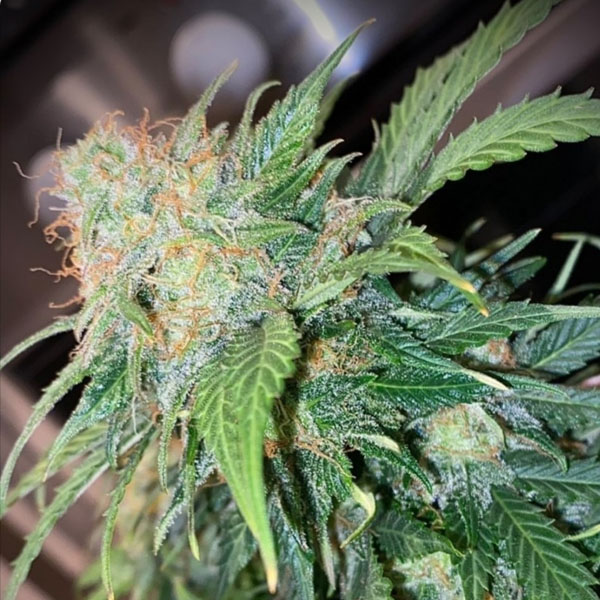 semillas autoflorecientes Auto Mandarine Cream de Pure Instinto