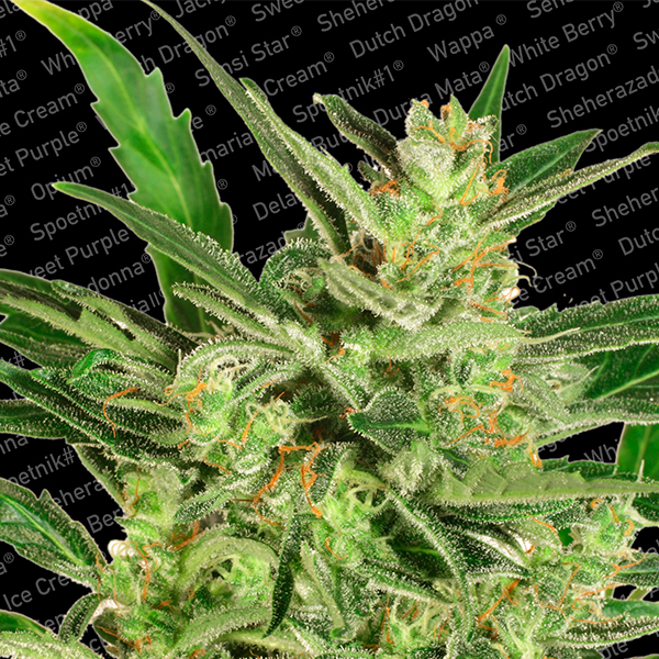 semillas feminizadas Auto Maria II de Paradise Seeds para cultivo automático