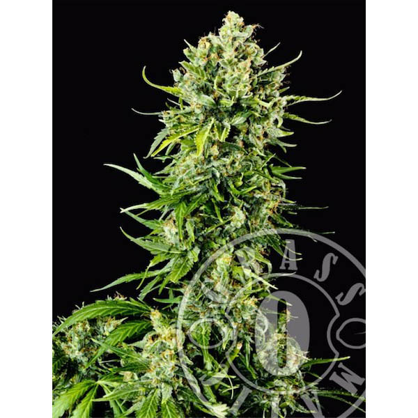 Semillas feminizadas Auto Mass 3 unidades Grassomatic para cultivo automático