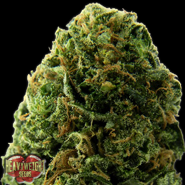 semillas feminizadas Auto Massive Midget de Heavyweight Seeds para cultivo automático