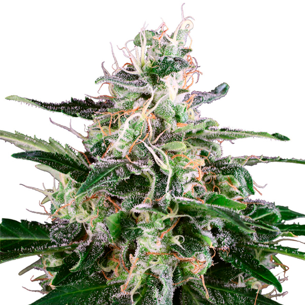 Semillas feminizadas Auto Master Kush para cultivo automático