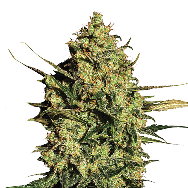 Auto Master Kush Nirvana